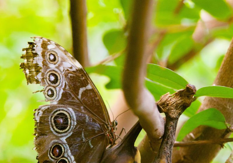 Dierentuin